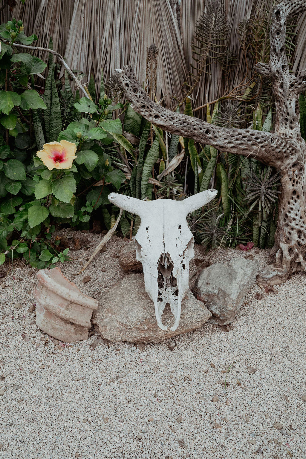 Baja garden detail — skull and hibiscus